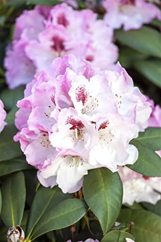 Rhododendron 'Nicoletta' - Winterharte Gartenpflanze, Yakushima-Zwerg-Rhododendron, Blühfreudig, Rosa Blüten, 30-40cm, Immergrün