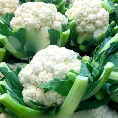 Cauliflower Octavian - 150 Seeds + Freebie + Plant Tag - Brassica oleracea