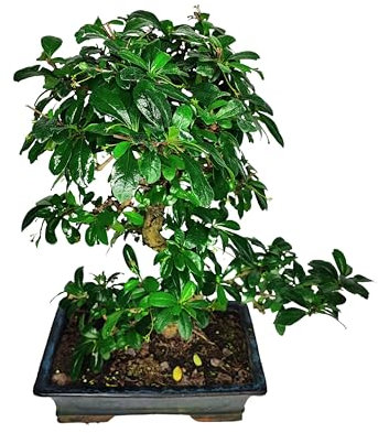 I GIARDINI DI GIULIA - Bonsai Carmona Microphylla | Elegante e Armonioso | Vaso in Terracotta Traspirante | Facile da Curare, 50 cm Altezza, tronco marrone foglie verdi fiori bianchi