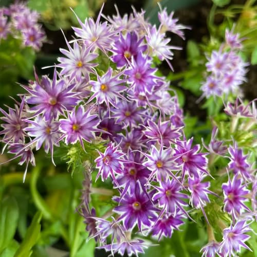 Phlox de alfombra - flox subulata de exóticas decorativa 500semillas