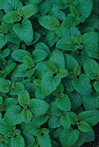 Approx 600 Seeds of Herb Lemon Balm Melissa Officinalis