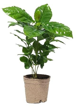 Planta del Café Planta Natural Resistente y Exótica