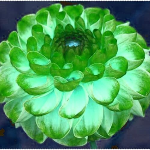 Decorativo/tubérculos de dalia,excelente adorno,Gracia/,comprar tubérculos de dalia/perennes resistentes.-8unidad-G