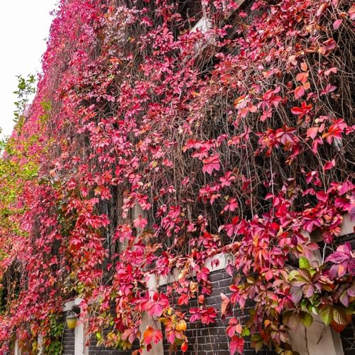 Semi di vite selvatica, rampicanti resistenti Vite americana, rampicanti resistenti raro organico per giardini rocciosi pendenti, balcone decorazioni 600pcs