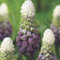 Bulbos de jacinto de uva resistentes para plantar en el jardín.Semillas de jacinto Planta de jacinto-b-15 bulbos