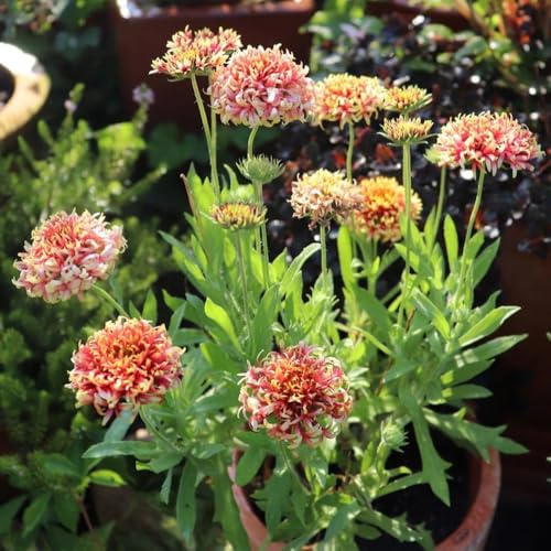 Gaillardia pulchella, steingartenpflanzen Kokardenblume Staude Winterhart, blumensamen gastgeschenk winterharte für garten 150Samen