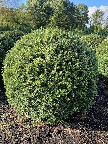 japanische Hülse Ilex crenata Glorie Gem 80-90 cm Kugel mit Ballen