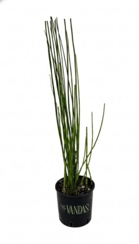 Vandas Equisetum Hyemale – Pianta Acquatica Sempreverde | Vaso Diametro 16 cm, Altezza 87 cm | Ideale per Laghetti, Biopiscine e Zone Umide | Fitodepurante Naturale | Made in Italy