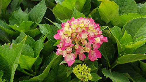 Hydrangea macrophylla 'Rosita' / Hortensia rose 'Rosita' / Conteneur de 7 à 10 litres