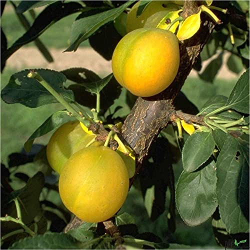 Ontario Pflaume – Selbstfruchtender Pflaumenbaum 80-120 cm | Ideal für Balkon & Terrasse | Kleinobst für Kübel