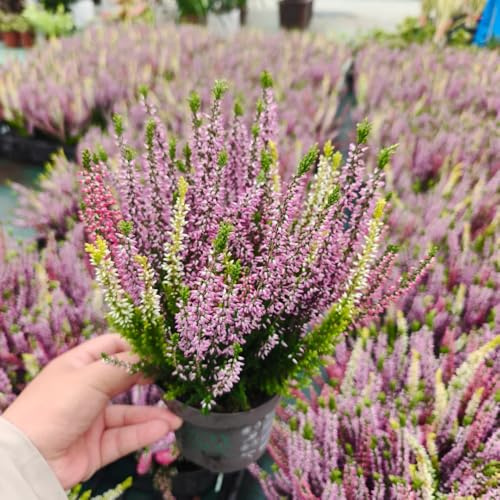 semillas resistentes al brezo - jardin Decoración balcón rocas 100pcs