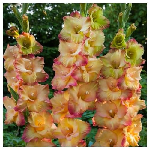 Flowering Rhizome,Natural Organic,Excellent Display, Easy to Plant, Wedding Flowers,Gladiolus Bulbs-5 Bulbs-A