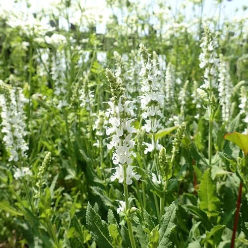 salvia comprare semi, selvatici perenni resistenti di salvia primaverili, autunnali resistenti, 250pcs