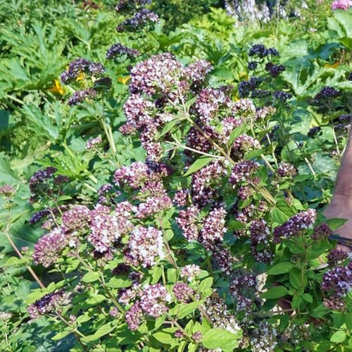 semi di maggiorana resistente - giardino balcone, copertura del terreno 500pcs