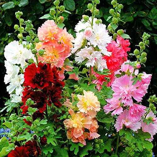 Seeds Hollyhock Major Mix Annual Beautiful Outdoor Garden Cut for Planting Non GMO