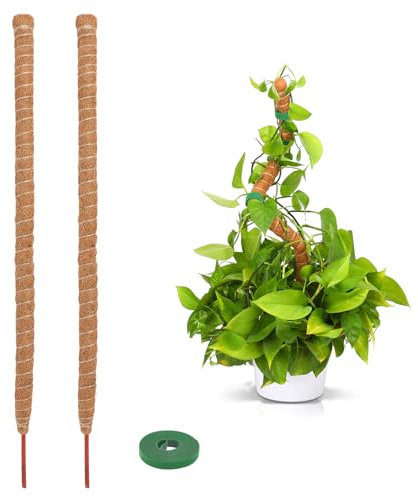 Augshy Monstera Rankhilfe, 2 Stück 110cm Pflanzen Moosstab Pflanzstab Kokos, Moss Pole für Kletterpflanzen