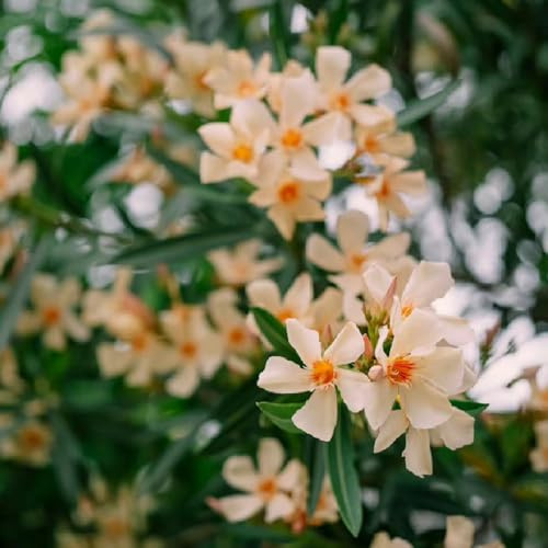 Semi di oleandro - semi di decorazioni giardino per esterni bio raro resistenti per i luoghi soleggiati primaverili resistenti giardini 17pcs