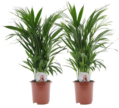 Plant in a Box - Palma Areca - Set di 2 - Dypsis lutescens - Altezza 60-70cm - Vaso 17cm - Pianta d’Oro Tropicale da Interno - Purifica l’Aria e Decora la Casa - Facile da Curare
