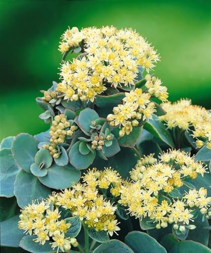 Fetthenne Sedum telephium Seduction Green-Yellow Staude winterhart