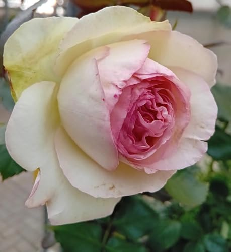 Strauchrose Eden - Rose in zartrosa im großen 7 Liter Topf