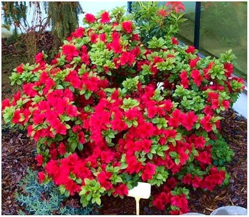 GrowOn Shrubs Dwarf Japanese Azalea Japonica 'Marmot' | Evergreen Shrub | Outdoor Garden Ready Plant | Spring Flowering | Scarlet-Red Flowers