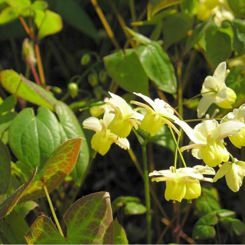 6 x Schwarzmeer Elfenblume - Epimedium Pinnatum Colchicum Topf 9x9cm: Weiße Blüten, pflegeleicht, für Steingärten, wintergrün.