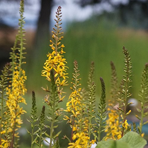 Blumixx Stauden Ligularia przewalskii 'The Rocket' – Kreuzkraut, gelb blühend, winterharte Staude, robust, für Beet