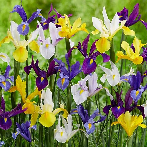 Bulbi Fiori Perenni da Esterno - 50 Bulbi Iris Olandesi Budget - Mix di 5-6 varietà e colori - Piante esclusive dall’Olanda - per giardino e vaso (non semi, non artificiali)