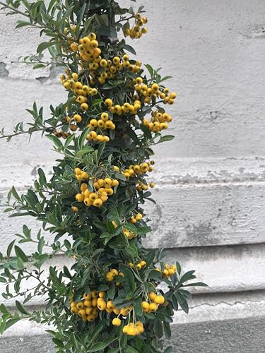 Piracanta Piramidale Pyracantha coccinea Agazzino vaso ø20 H150 cm con canna