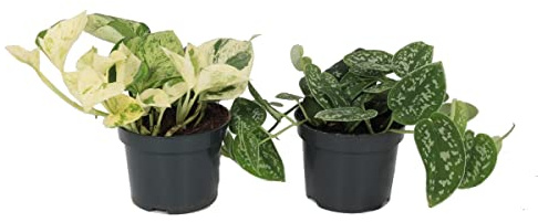 Scindapsus Pictus Argyraeus & Epipremnum Happy Leaf Duo de Dos Especies de Pothos Variegata