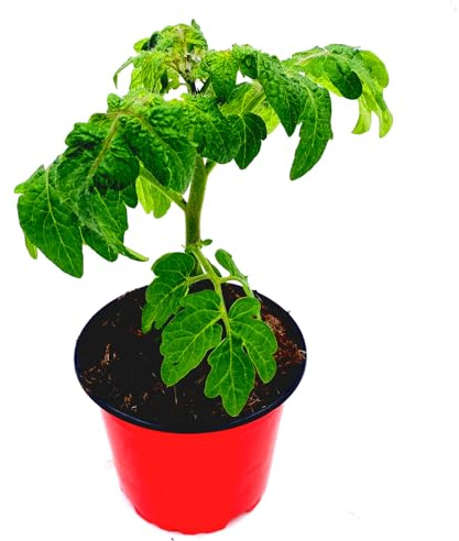Mini Balkon Tomatenpflanze Primabell Lycopersicon esculentum 3er-Set