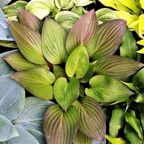 [HGJKYTFCDG] - Hosta Tubérculos Resistentes - Hosta Rizoma para Jardín,Ideal para plantar-10Tubérculos-H
