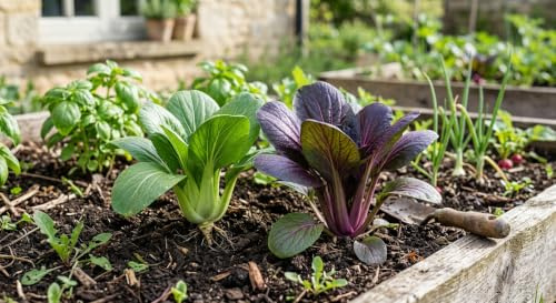 Exotischer Pak Choi Mix Samen, Lila und Grün, Asia-Kohl, 1000 Samen (2x500), Knackiges Gemüse für Garten und Gewächshaus