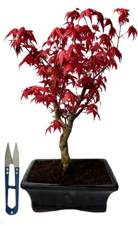 Bonsai DE - Bonsai baum Japanischer Fächerahorn - Acer (Ahorn) Deshojo bonsai bäume mit Schere/Japanische Ahorne/mit roten Blättern/baum ist 30-45 cm hoch