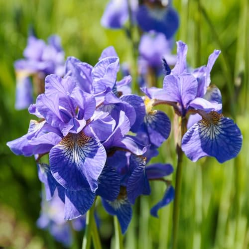 Bulbi di iris - iris, da balcone per luoghi soleggiati serre da balcone resistenti decorazioni giardino per esterni esotico primaverili giardino copertura 8pcs