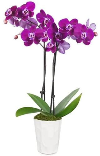 Phalaenopsis Flores Color Morado Orquídea Natural para Decorar el Hogar