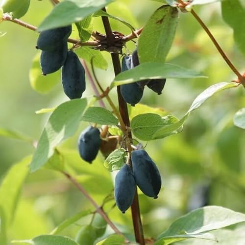 Wojtek Sibirische Blaubeere Lonicera kamtschatica Haskap Beere, ca. 20-40 cm, 3 L Topfballen