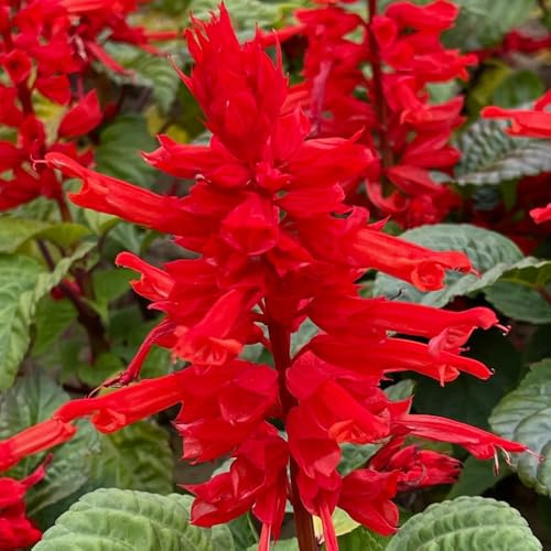 Semi di salvia antincendio, Salvia splendens, giardino semi di perenni del rare semi di campo 400pcs