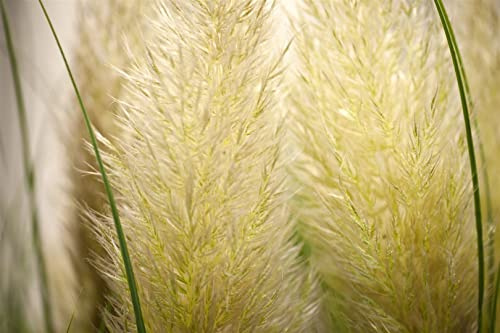 Pampasgras Cortaderia selloana Senior Solitärgras winterhart | Sonniger Standort, dekorative Federwedel, schnittvertraeglich, ideal als Blickfang, robust und langlebig