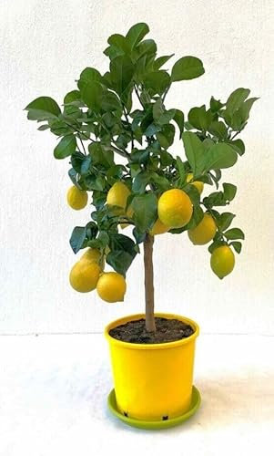 Limone Carrubaro Citrus limon Agrumi di Sicilia pianta in vaso ø22 cm Vivaio di Castelletto