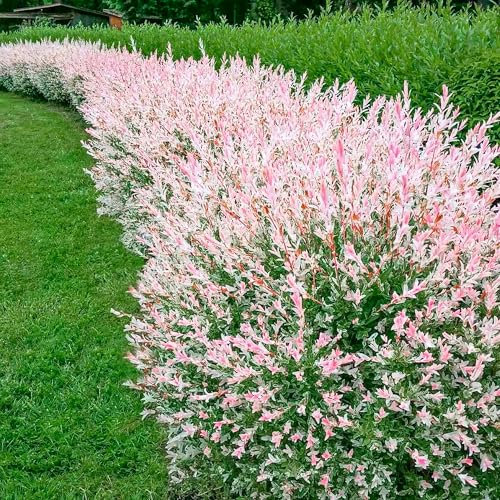 Salix Hecke 'Hakuro Nishiki' 2 Pflanzen im topf, Salix integra, bienenfreundlich, pflegeleicht, winterhart, mehrjährig, Ideal für Garten, wunderschöner weiß rosa Austrieb, Japanische Weide