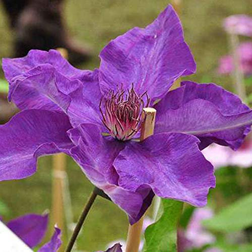 Clematis 'The President'- Clématite 'The President' 50-60 cm en conteneur