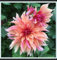 Dalias bulbos, Winterharte, Plantas de follaje, Muchas variedades, Bulbos de Dalia, Decoración de jardines-10 bulbos-C