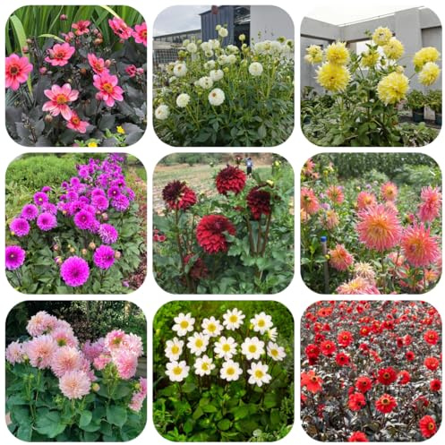 6bulbos tubérculos de dalia resistentes, jardín perennes resistentes de dalia para el jardín, balcón, otoño