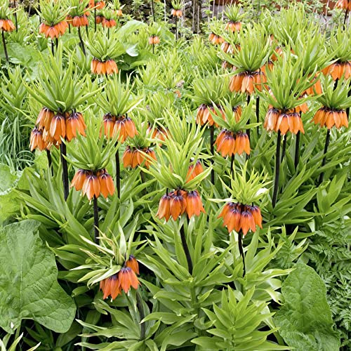 Bulbi di imperiali Crown - resistenti per i luoghi soleggiati per giardinieri serre balcone decorazioni giardino esterni balcone 3pcs