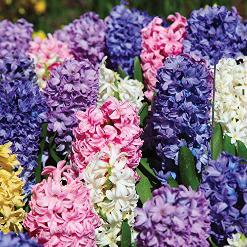 Hyacinth Bulbs Hardy Indoor Plant, T&M Mixture with Fragrant Flowers of Many Colours, Supplied as 32 x Hyacinth T&M Mix Bulbs by Thompson & Morgan