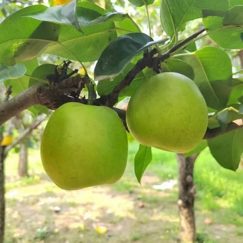 semillas de peral, Los enanos son resistentes de balcón semillas organicas resistentes al exterior jardín 30pcs