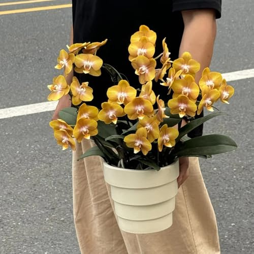 Semi di orchidea Phalaenopsis, rare decorazione del soggiorno regali da giardino per le donne decorativi 120pcs
