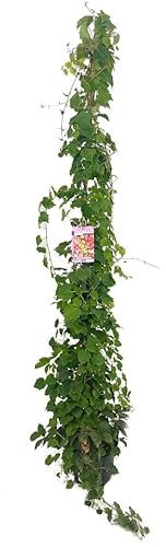 PLANTA TREPADORA NATURAL PARTHENOCISSUS TRICUSPIDATA M17 160CM (FALSA PARRA) PARA EXTERIOR