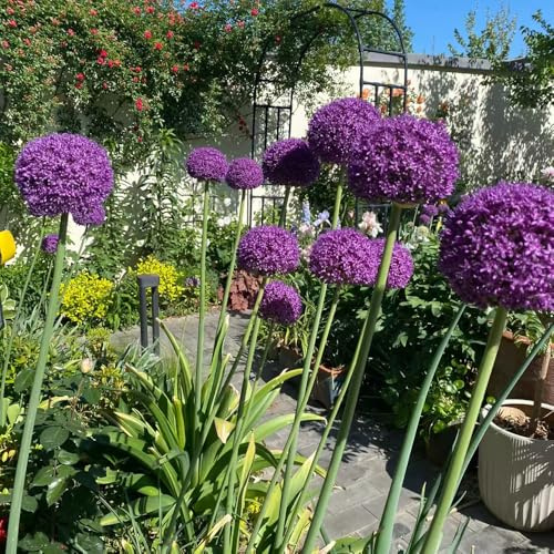 Allium giganteum - balcone ornamentali giardino resistenti 16bulbi
